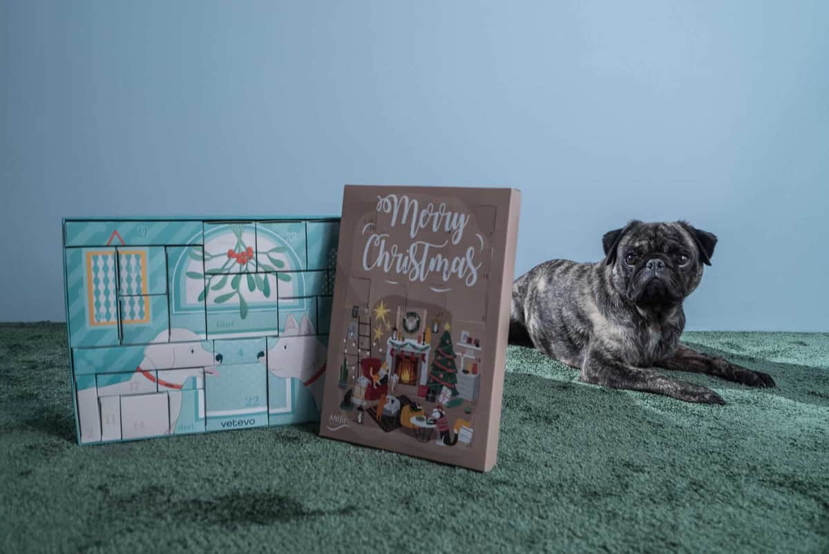 Ein schwarzer Mops liegt auf einem grünen Teppich neben zwei Adventskalendern mit festlichen Hunde-Motiven und Weihnachtsdekoration