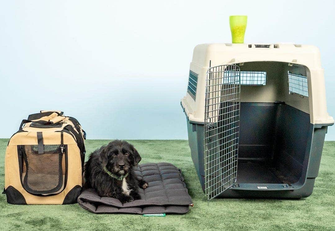 Ein kleiner schwarzer Hund sitzt auf einer gepolsterten Matte zwischen einer hellbraunen und schwarzen Hundebox und einer großen offenen Tierkiste mit einem grünen Becher darauf. Die Inneneinrichtung ist mit einem grünen Teppich und einem hellblauen Hintergrund ausgestattet und bietet den perfekten Testbereich für die Präsentation erstklassiger Marken.