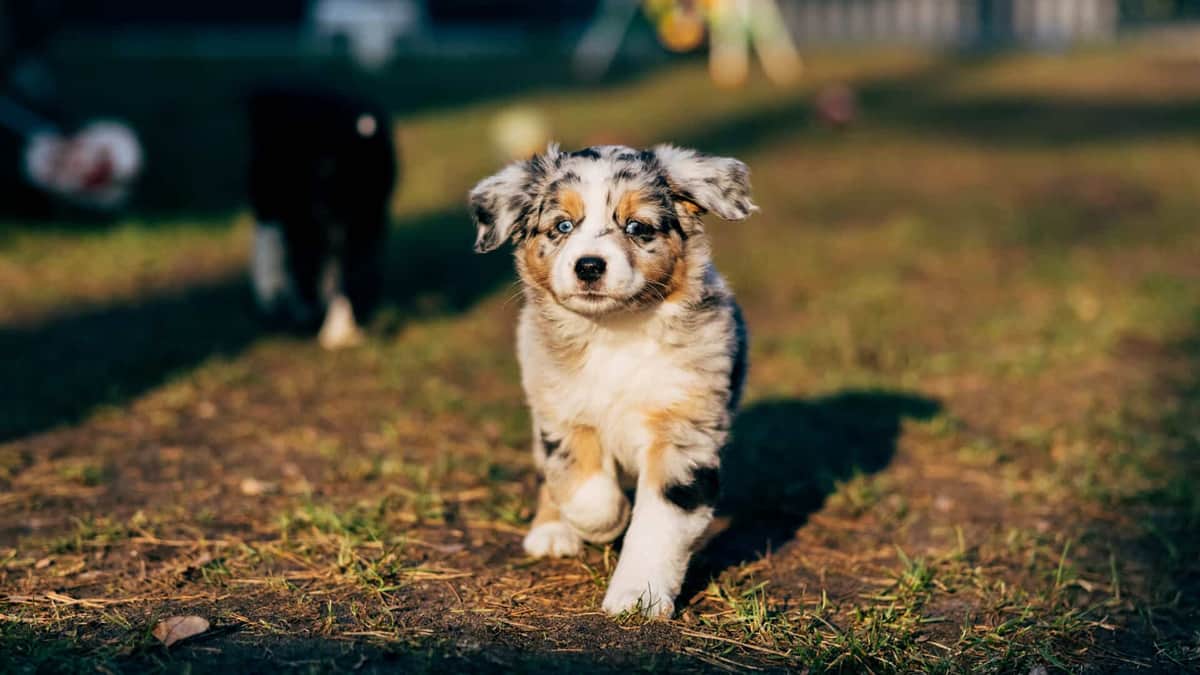 Ein Australian Shepherd-Welpe mit Blue-Merle-Fell beginnt spielerisch im Sonnenlicht eine Wiese zu erkunden, während ihm im Hintergrund ein anderer Hund freudig folgt.