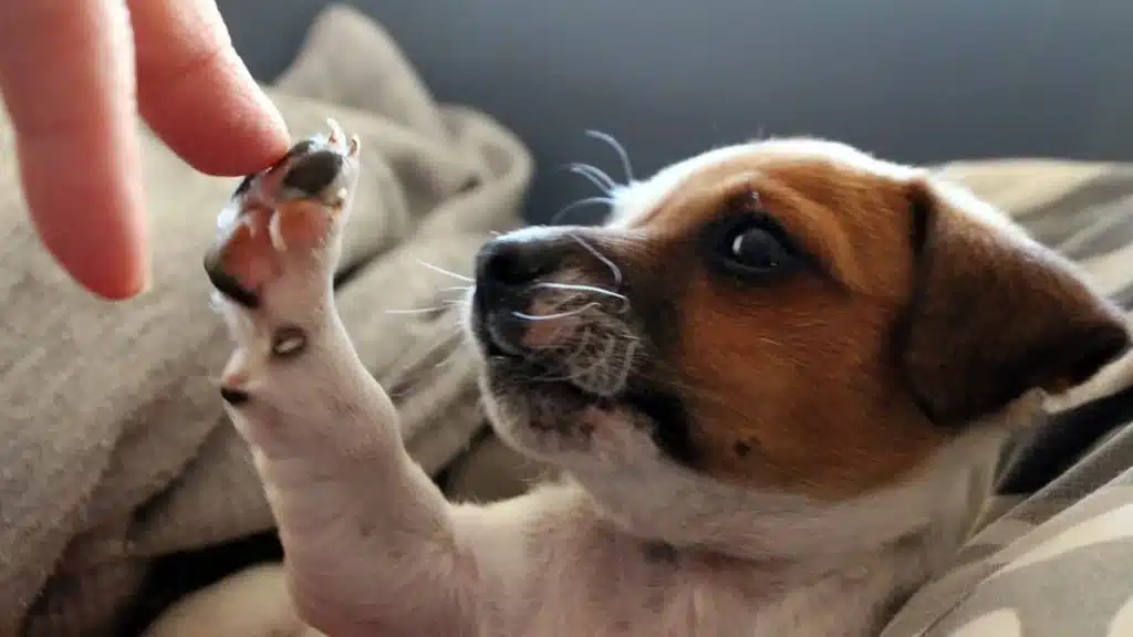 Ein kleiner Welpe mit braunem und weißem Fell streckt seine Pfote nach dem Finger einer Person aus. Sein Maul ist leicht geöffnet.