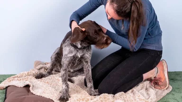 Eine Frau kniet auf einem Hundebett und krault ihren großen, zotteligen braun-weißen Hund. Der Hund liegt entspannt unter einer Decke.
