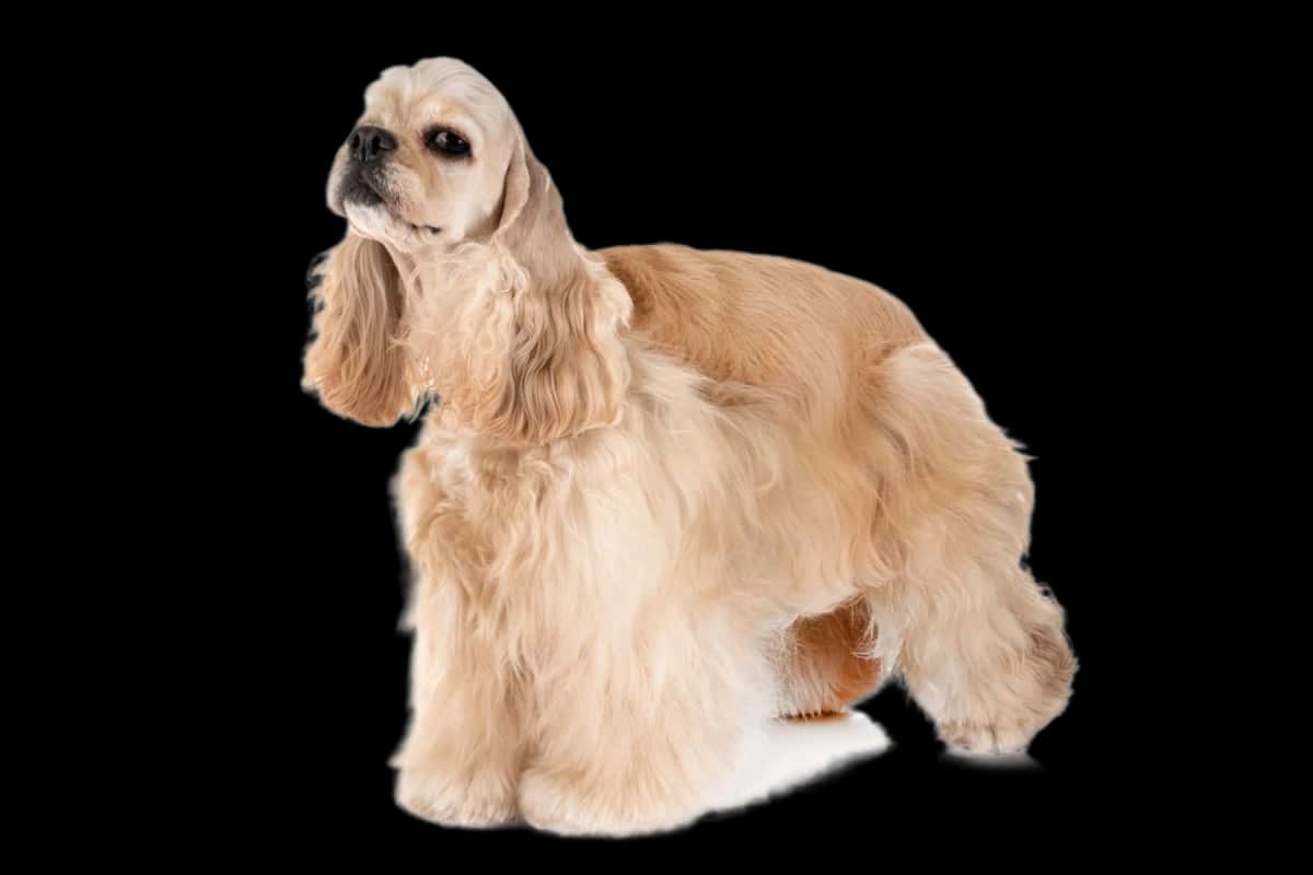 Amerikanischer Cocker Spaniel