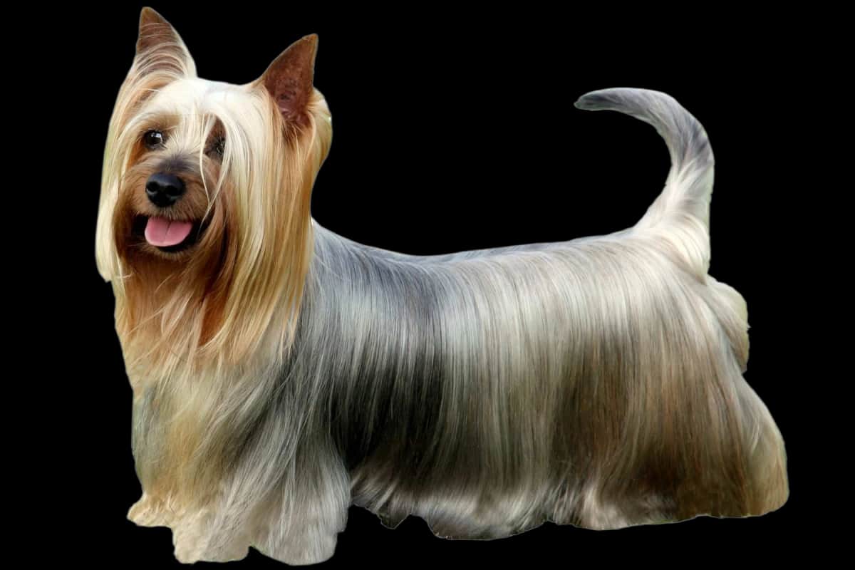 Australian Silky Terrier
