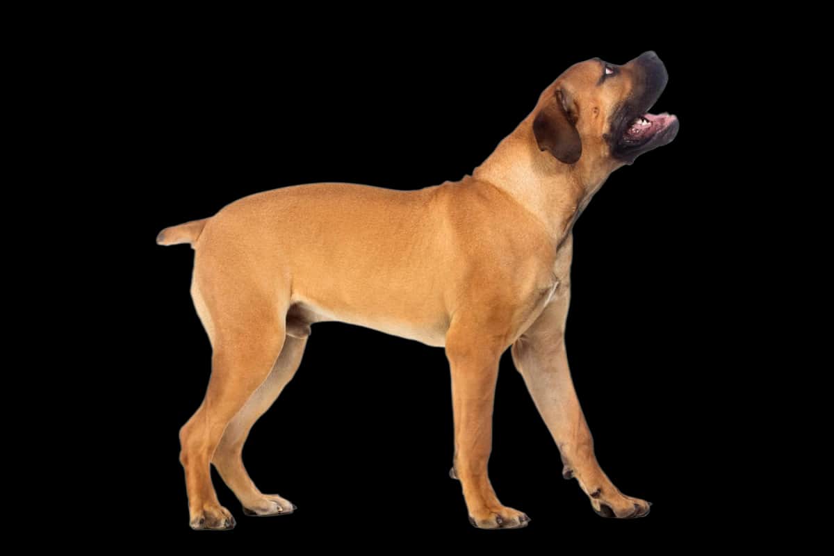 Boerboel