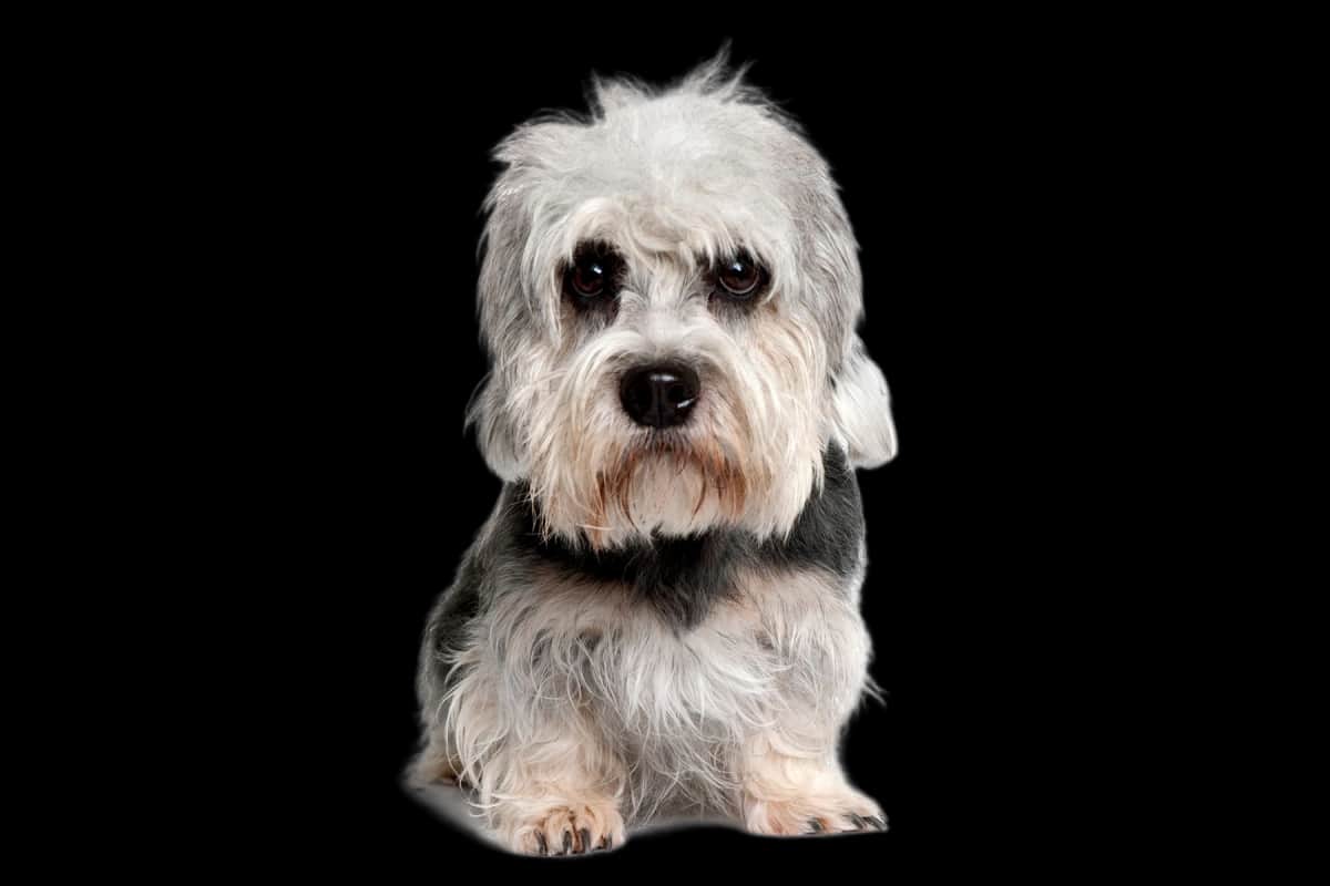 Dandie Dinmont Terrier