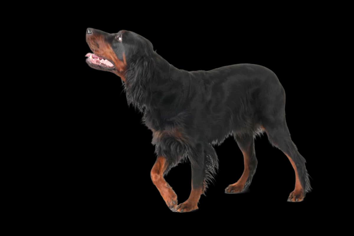Gordon Setter