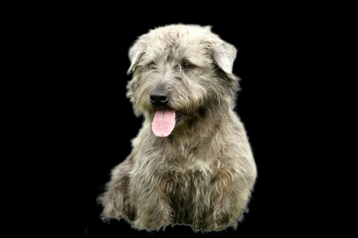 Irish Glen of Imaal Terrier