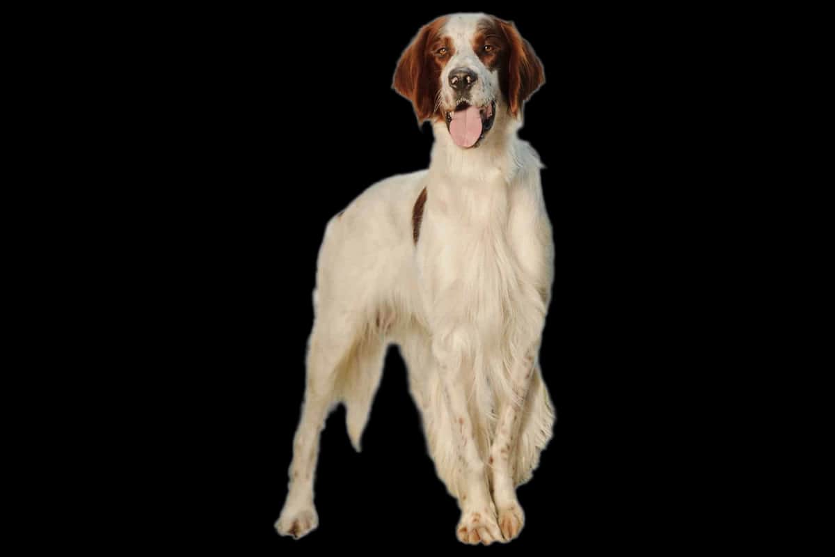 Irish Red And White Setter