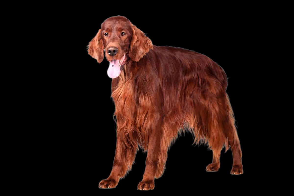 Irish Red Setter