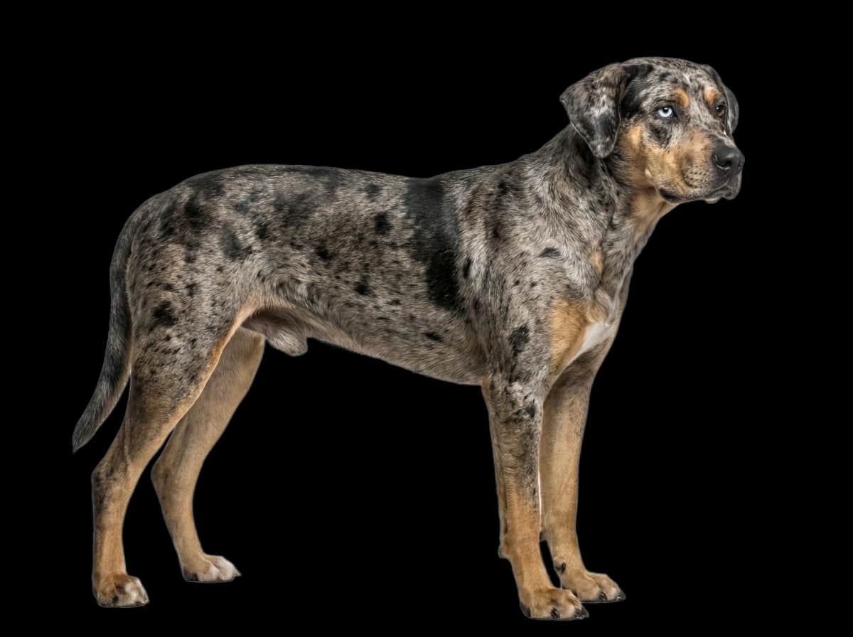 Catahoula Leopard Dog