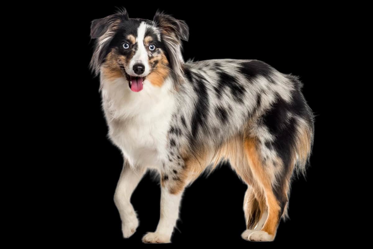 Miniature American Shepherd