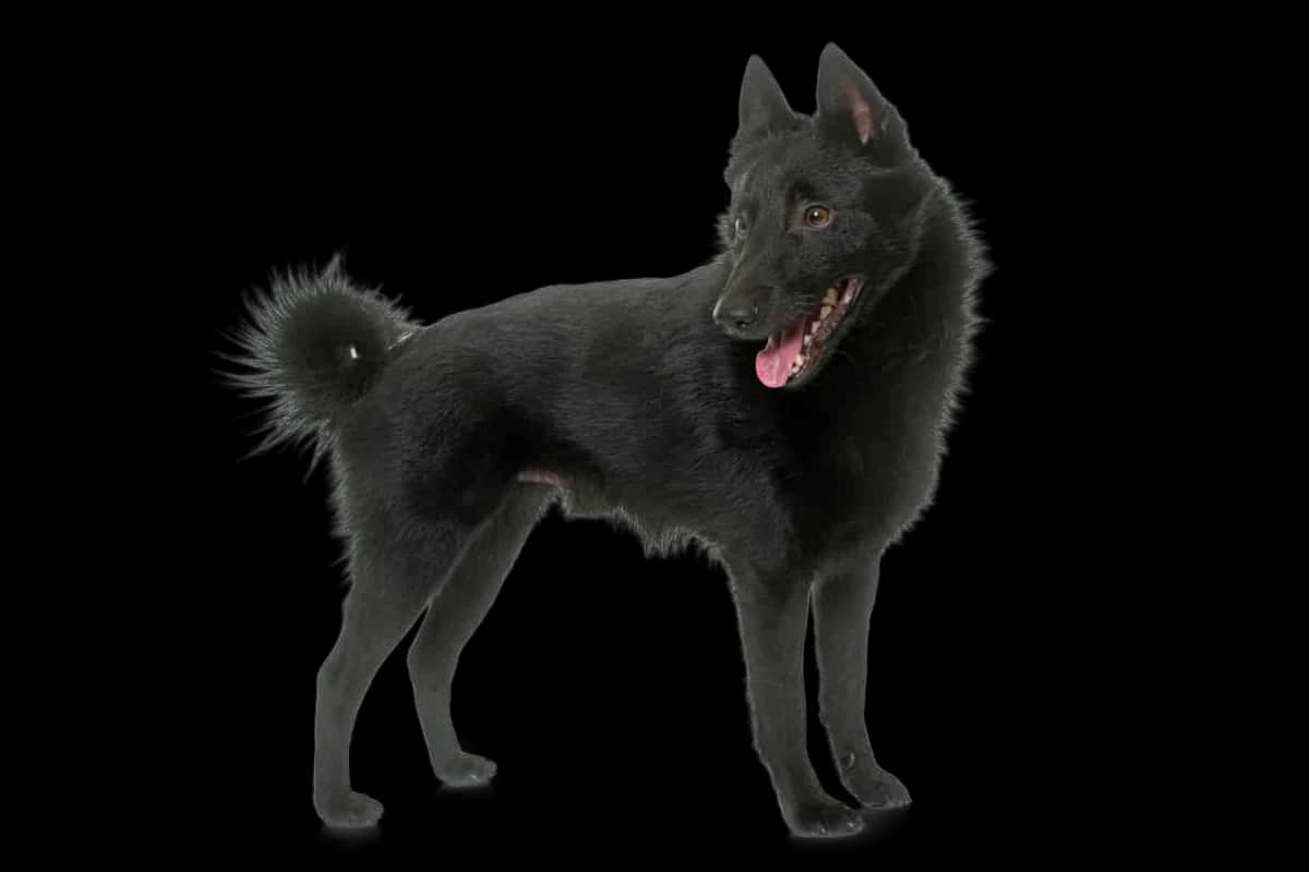 Schipperke