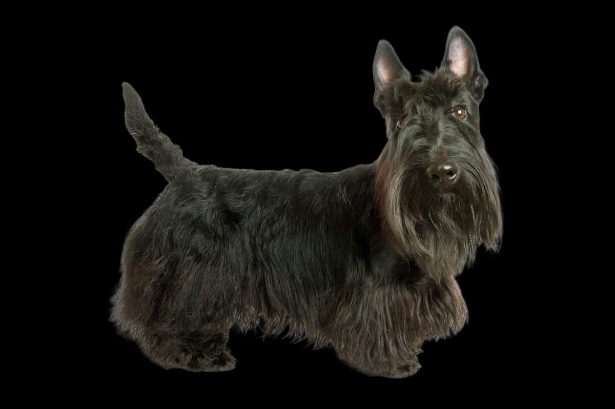 Scottish Terrier