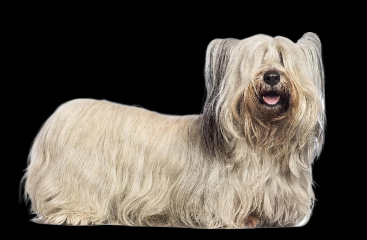 Skye Terrier