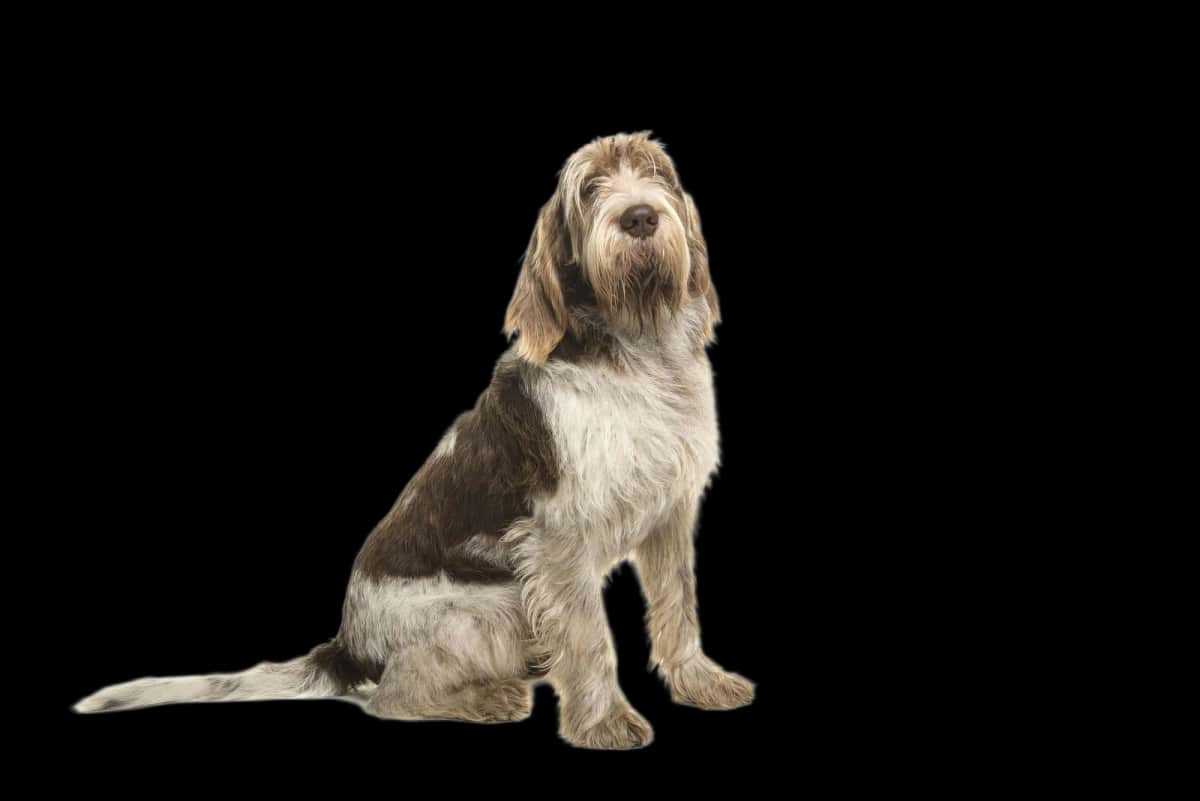 Spinone Italiano