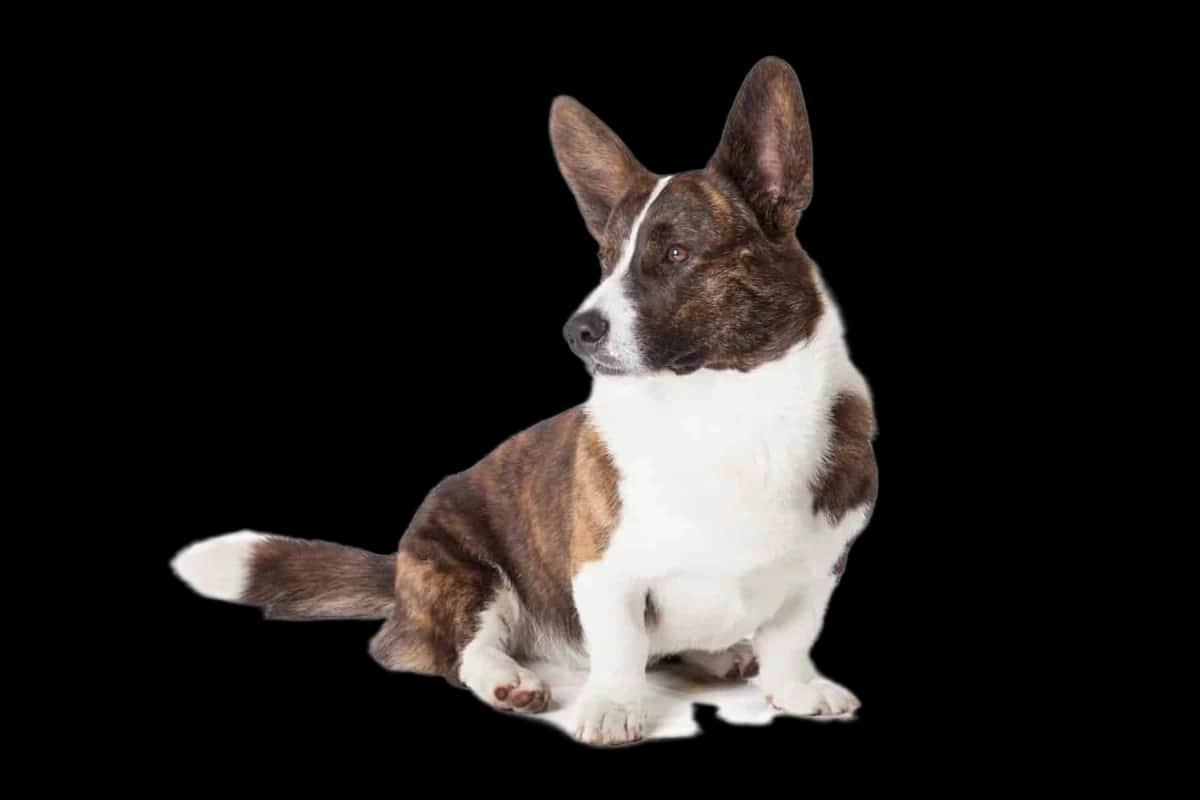 Welsh Corgi Cardigan