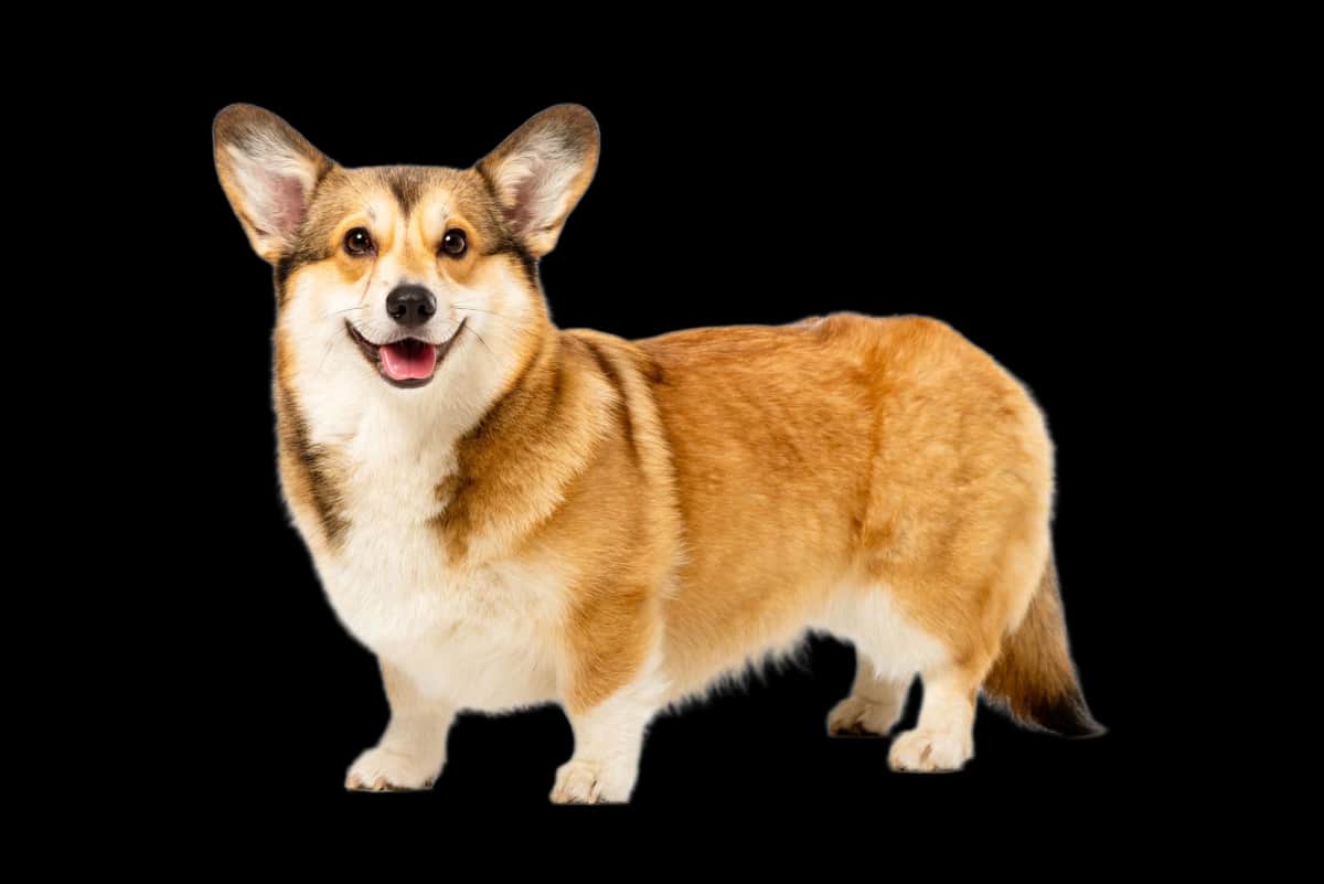 Welsh Corgi Pembroke
