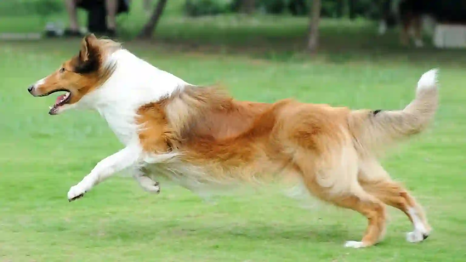 Ein braun-weißer Hund mit langem Fell rennt voller Energie über eine grüne Wiese. Im Hintergrund stehen Bäume.