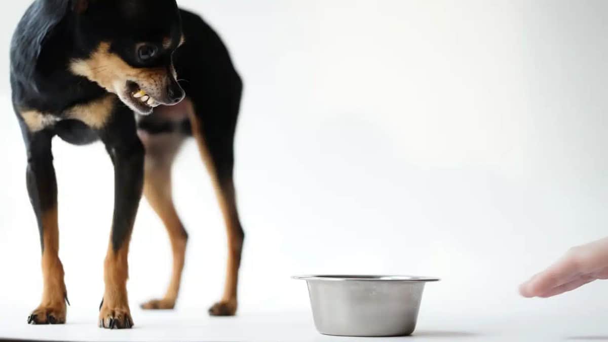 Ein kleiner schwarz-brauner Hund knurrt einen metallenen Futternapf auf einer weißen Oberfläche an. Eine menschliche Hand greift nach dem Napf.