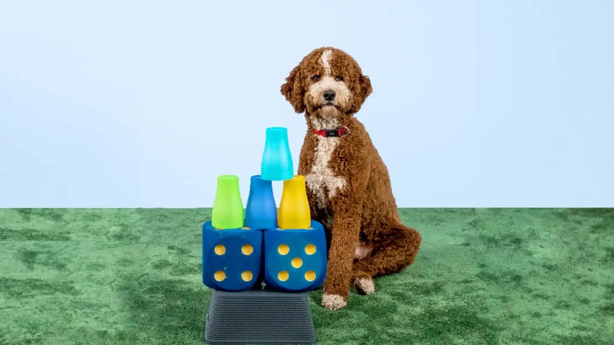 Ein brauner Hund mit rotem Halsband sitzt neben einem Stapel bunter Plastikbecher auf einem blauen Block.
