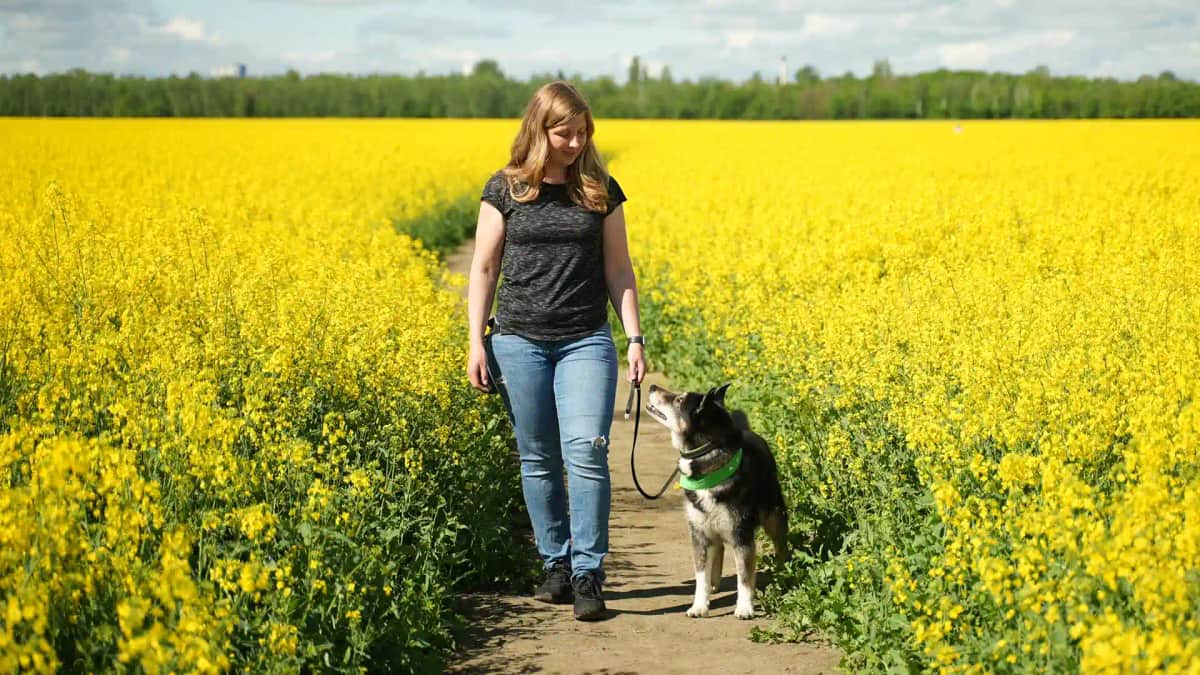 Eine Frau geht mit ihrem Hund an der Leine bei Fuß durch ein gelbes Rapsfeld.